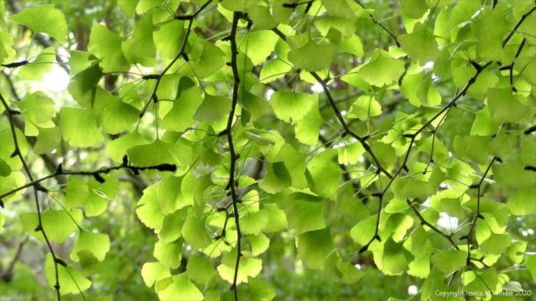 Leaves at Abbotsbury Subtropical Gardens