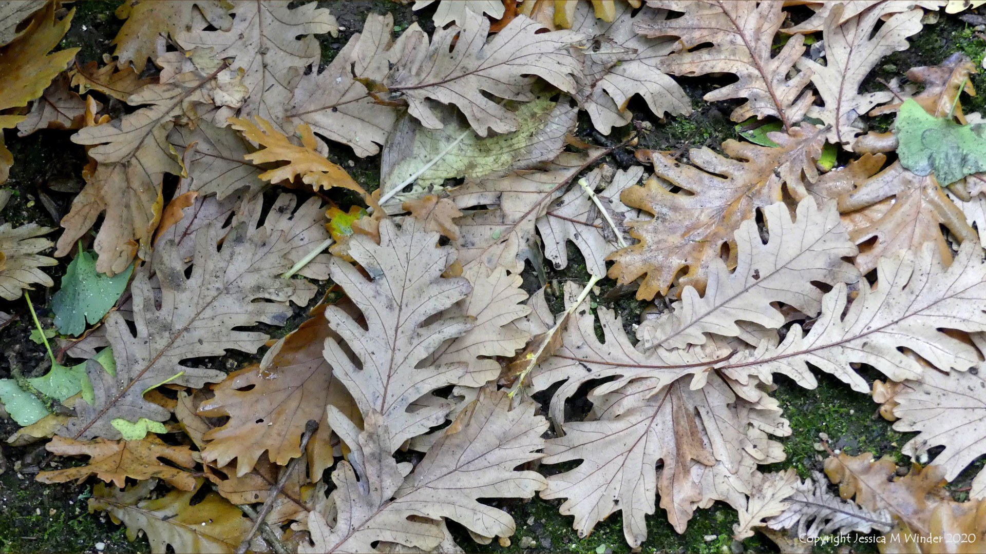 Leaves at Abbotsbury Subtropical Gardens