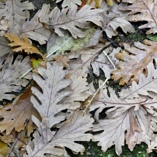 Leaves at Abbotsbury Subtropical Gardens