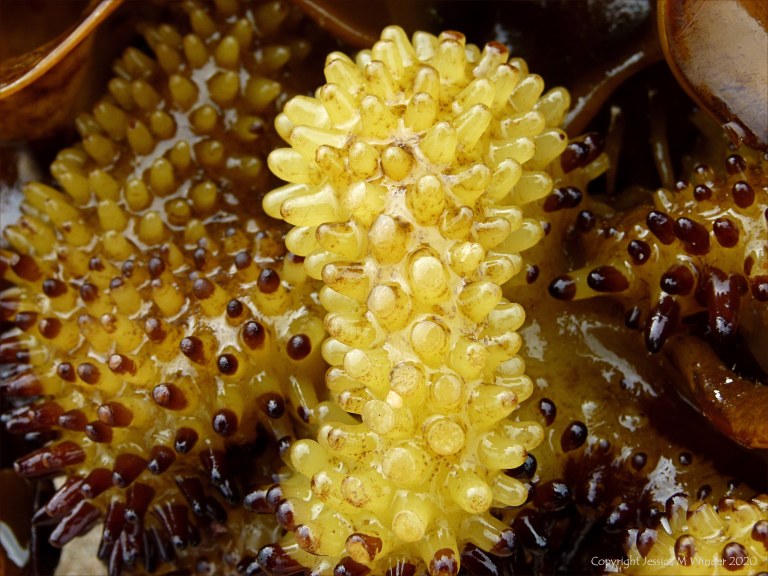 Natural texture and pattern in seaweed