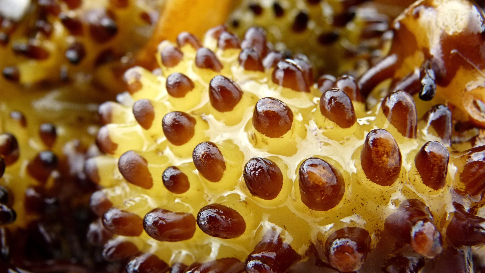 Natural texture and pattern in seaweed