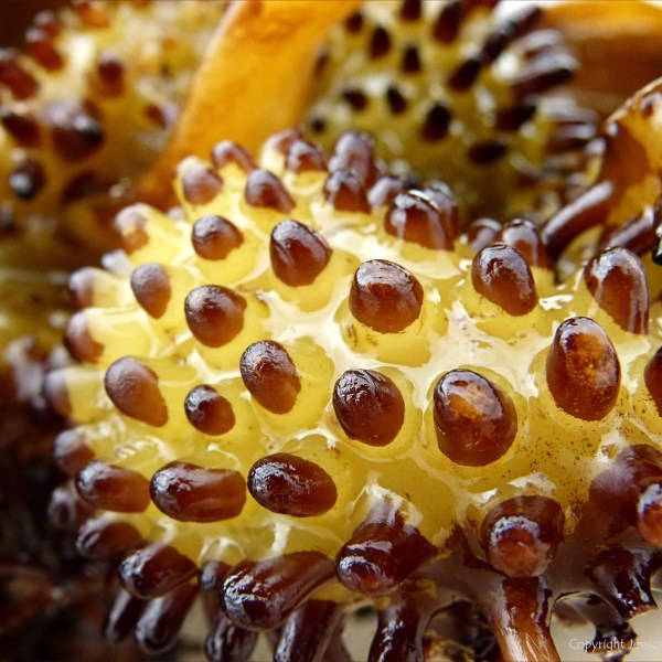 Natural texture and pattern in seaweed