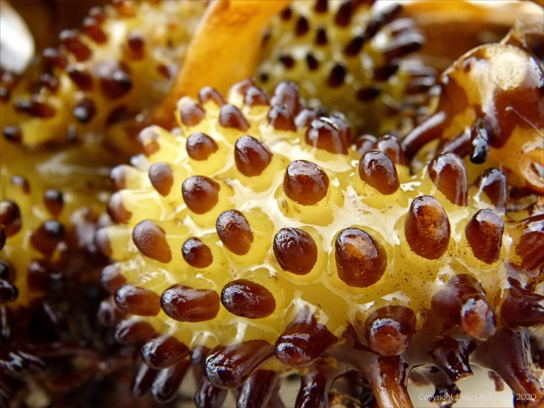 Natural texture and pattern in seaweed