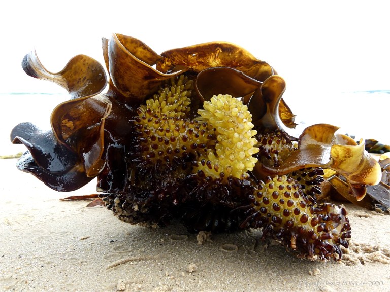 Natural texture and pattern in seaweed