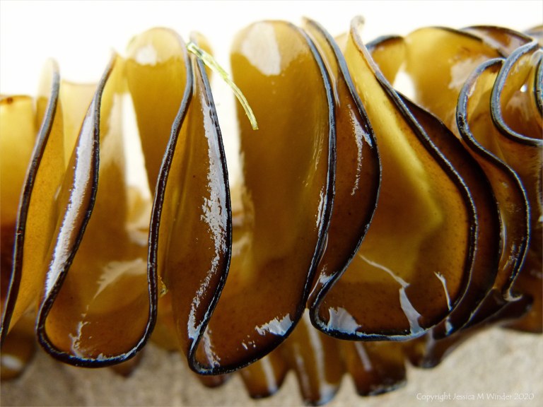 Natural texture and pattern in seaweed