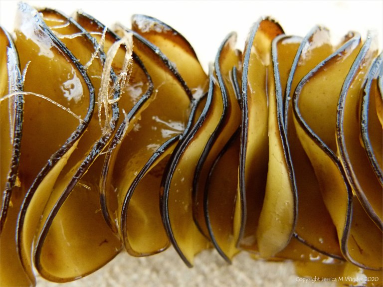 Natural texture and pattern in seaweed