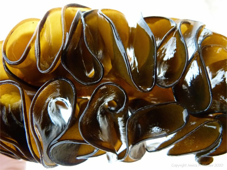 Natural texture and pattern in seaweed