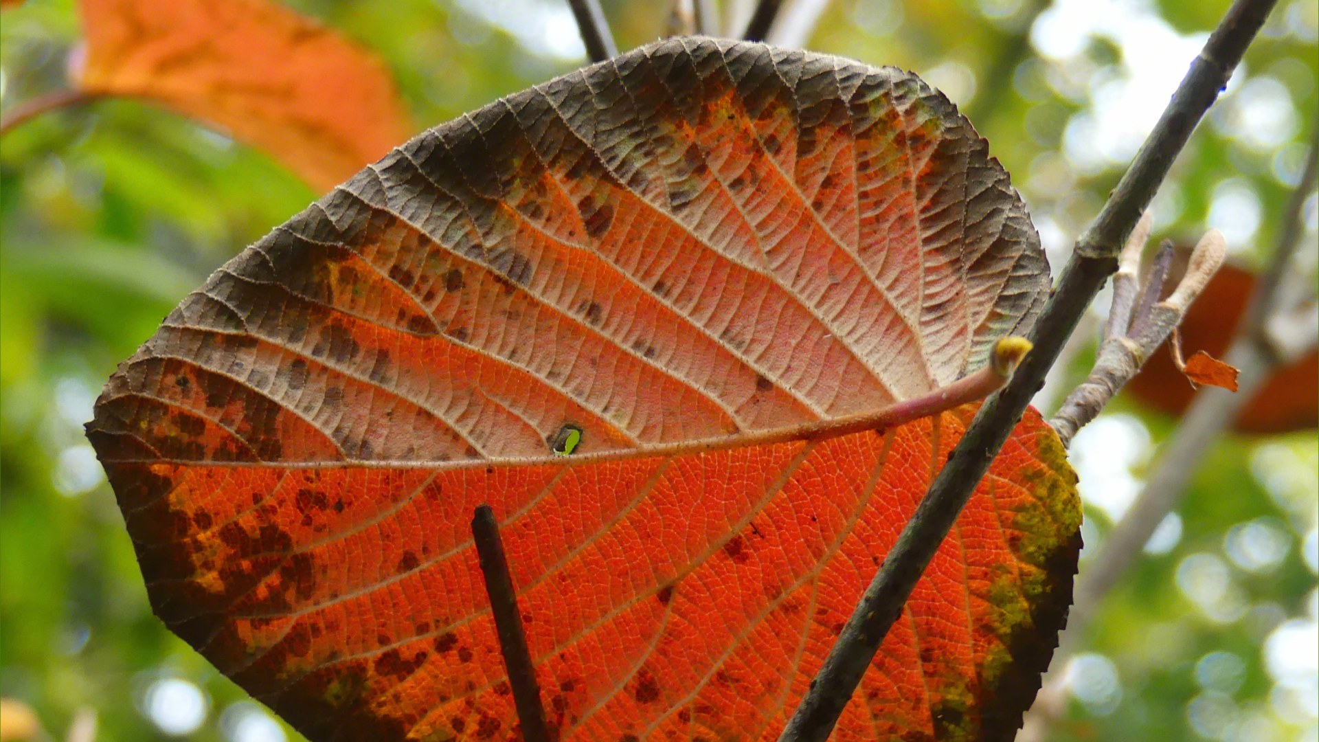 Leaves at Abbotsbury Subtropical Gardens