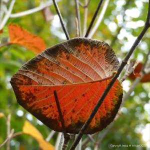Leaves at Abbotsbury Subtropical Gardens