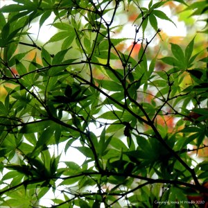 Leaves at Abbotsbury Subtropical Gardens