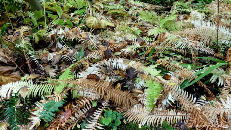Leaves at Abbotsbury Subtropical Gardens