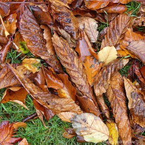 Autumn leaves lying on the ground