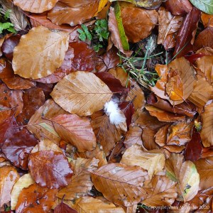 Autumn leaves lying on the ground