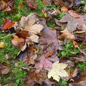 Autumn leaves lying on the ground