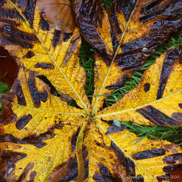 Autumn leaves lying on the ground