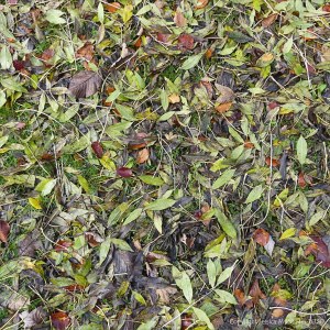 Autumn leaves lying on the ground