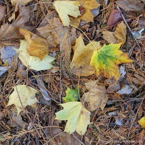 Autumn leaves lying on the ground