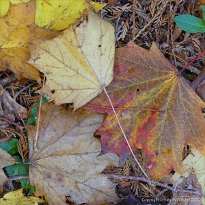 Autumn leaves lying on the ground