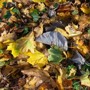 Autumn leaves lying on the ground