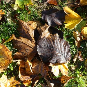Autumn leaves lying on the ground
