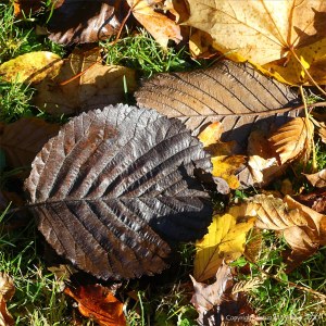 Autumn leaves lying on the ground