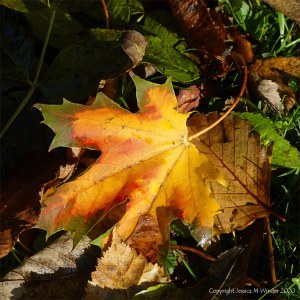 Autumn leaves lying on the ground