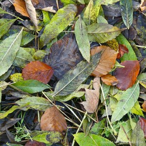 Autumn leaves lying on the ground