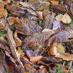 Autumn leaves lying on the ground