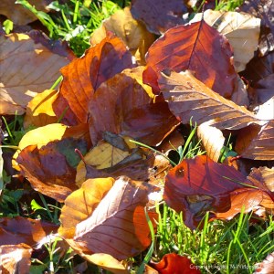 Autumn leaves lying on the ground
