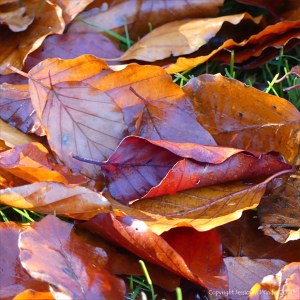 Autumn leaves lying on the ground