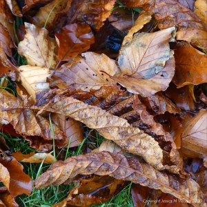 Autumn leaves lying on the ground