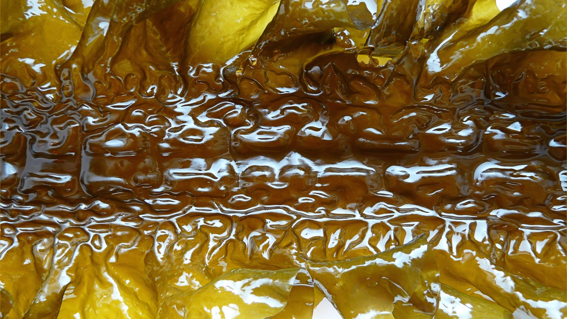 Natural pattern and texture in Sugar Kelp