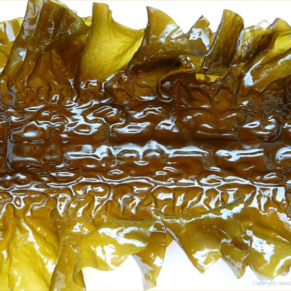 Natural pattern and texture in Sugar Kelp