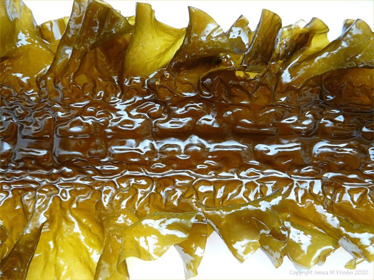 Natural pattern and texture in Sugar Kelp