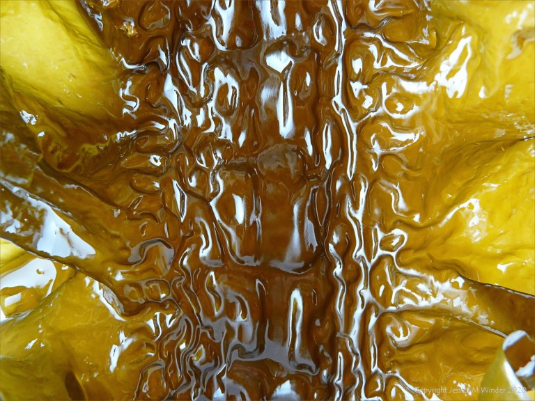 Natural pattern and texture in Sugar Kelp