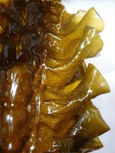Natural pattern and texture in Sugar Kelp