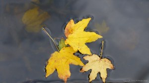 Autumn leaves floating on water