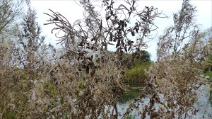 Seeds heads of Willow Herb on a riverbank