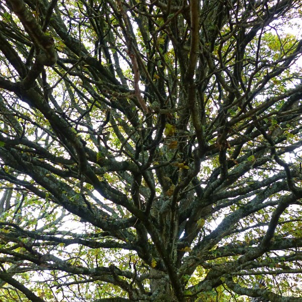 Looking up into bare branches of a tree