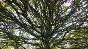 Looking up into bare branches of a tree