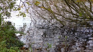 Lakeside reflections of overhanging branches