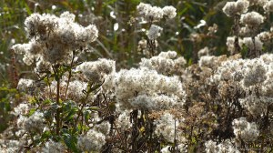 Seed heads of riverbank plants