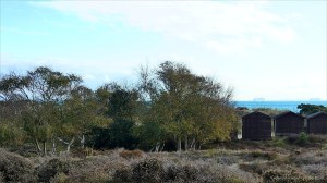 Heathland vegetation