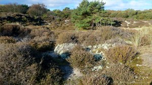 Heathland vegetation