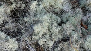 Heathland vegetation