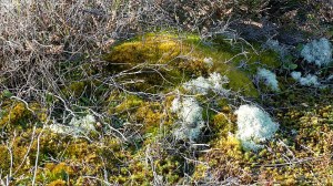 Heathland vegetation
