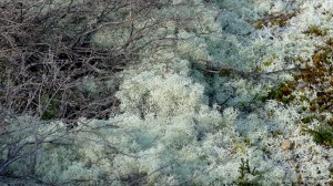 Heathland vegetation