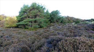 Heathland vegetation