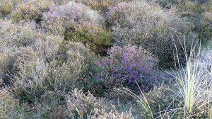 Heathland vegetation
