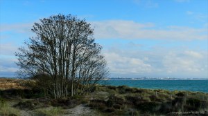 Heathland vegetation